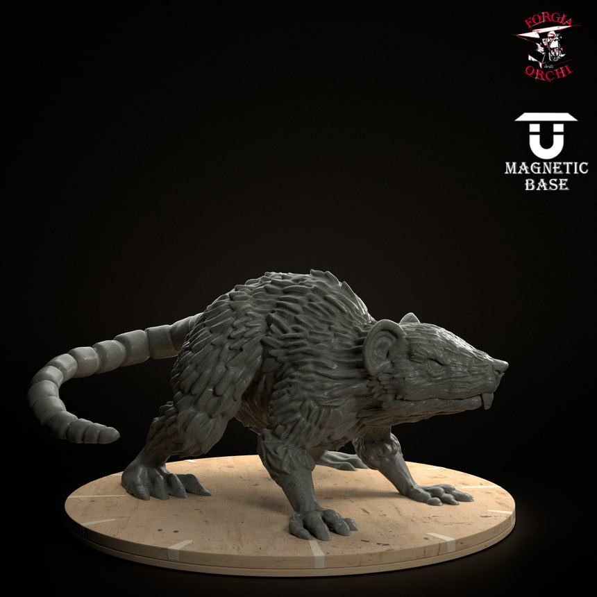 Giant Rat